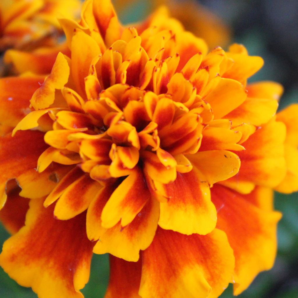 Bright orange marigold flower in full bloom