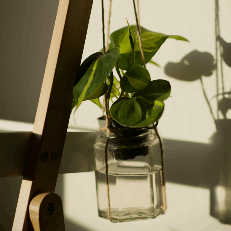 Hanging pothos plant in a glass jar with sunlight casting soft shadows.