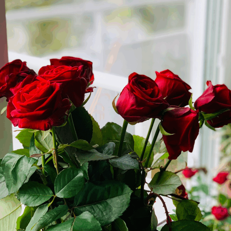 Fresh red roses in bloom by a bright window