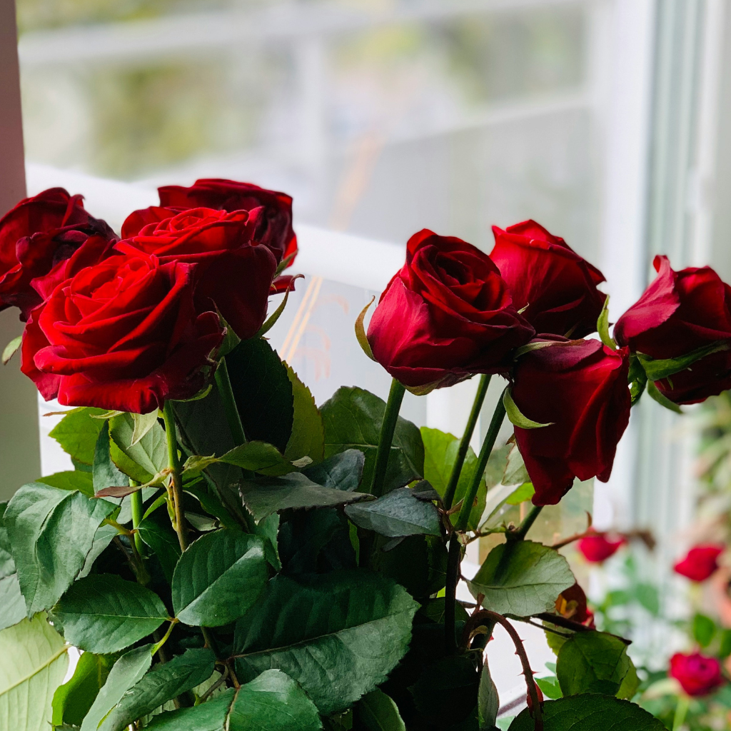 Fresh red roses in bloom by a bright window