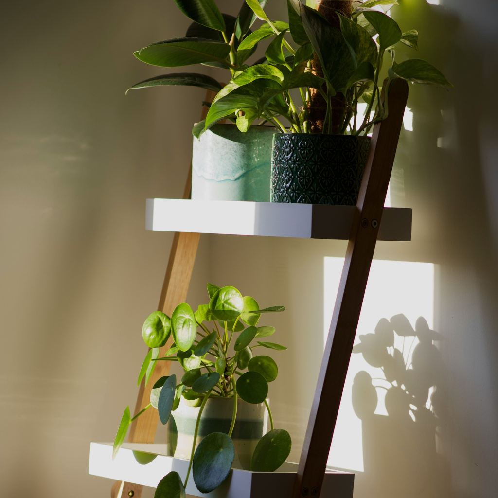 Wooden ladder shelf with green indoor plants in ceramic pots bathed in natural light.