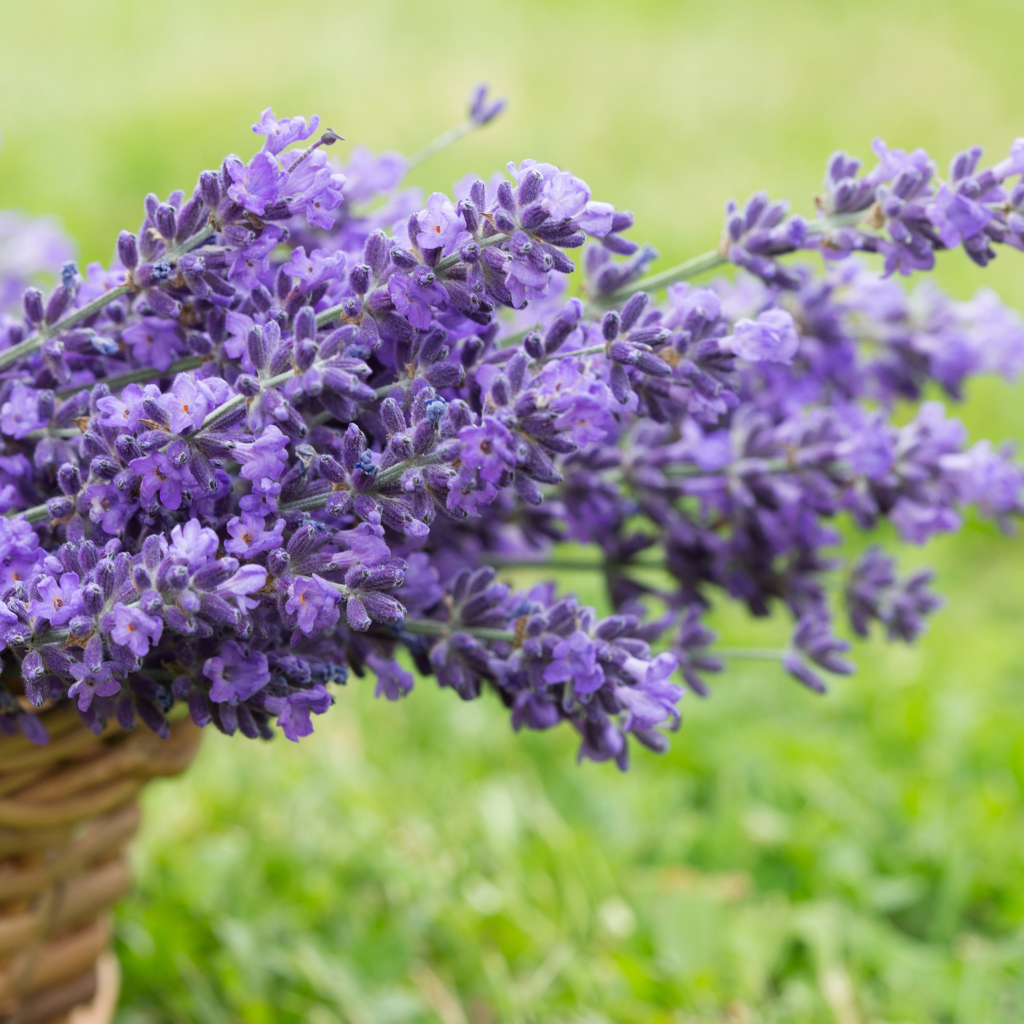 Pink lilies in a clear glass vase with soft natural lighting