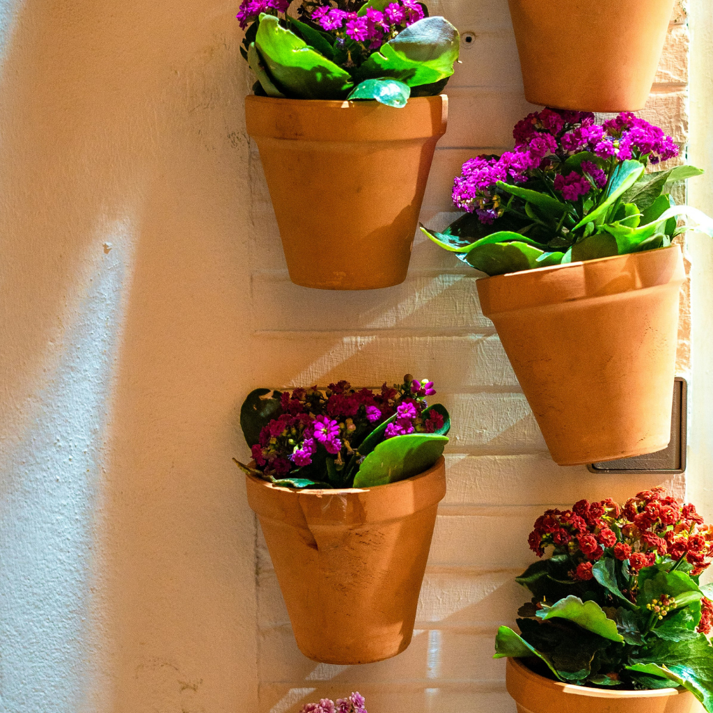 Terracotta pots with pink and red flowering plants mounted vertically on a white wall.
