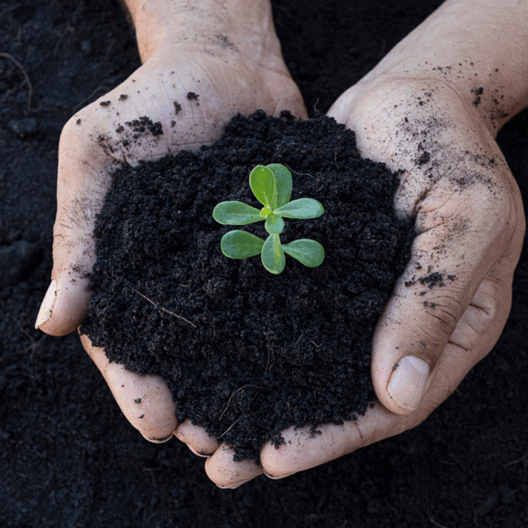 Hands holding rich soil with a small green seedling