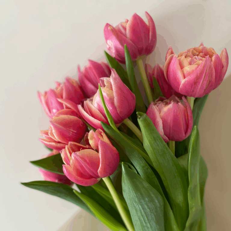 Bunch of fresh pink tulips leaning against a white wall