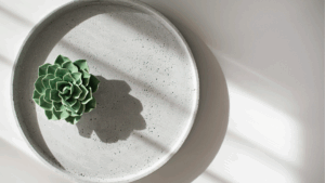 Single green succulent placed in a round concrete tray with sunlight casting soft shadows.