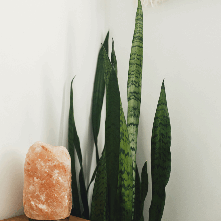 Live greenery (e.g. snake plant) to purify air