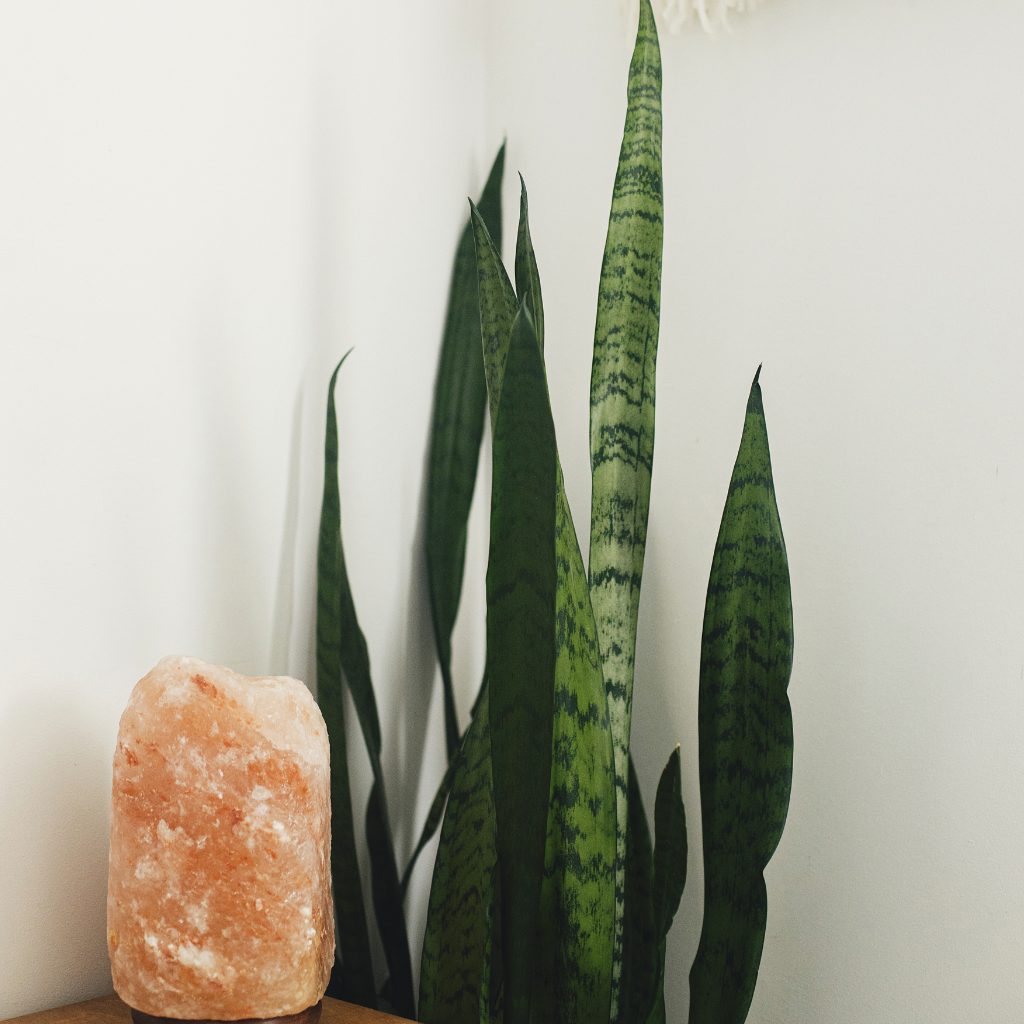 Live greenery (e.g. snake plant) to purify air