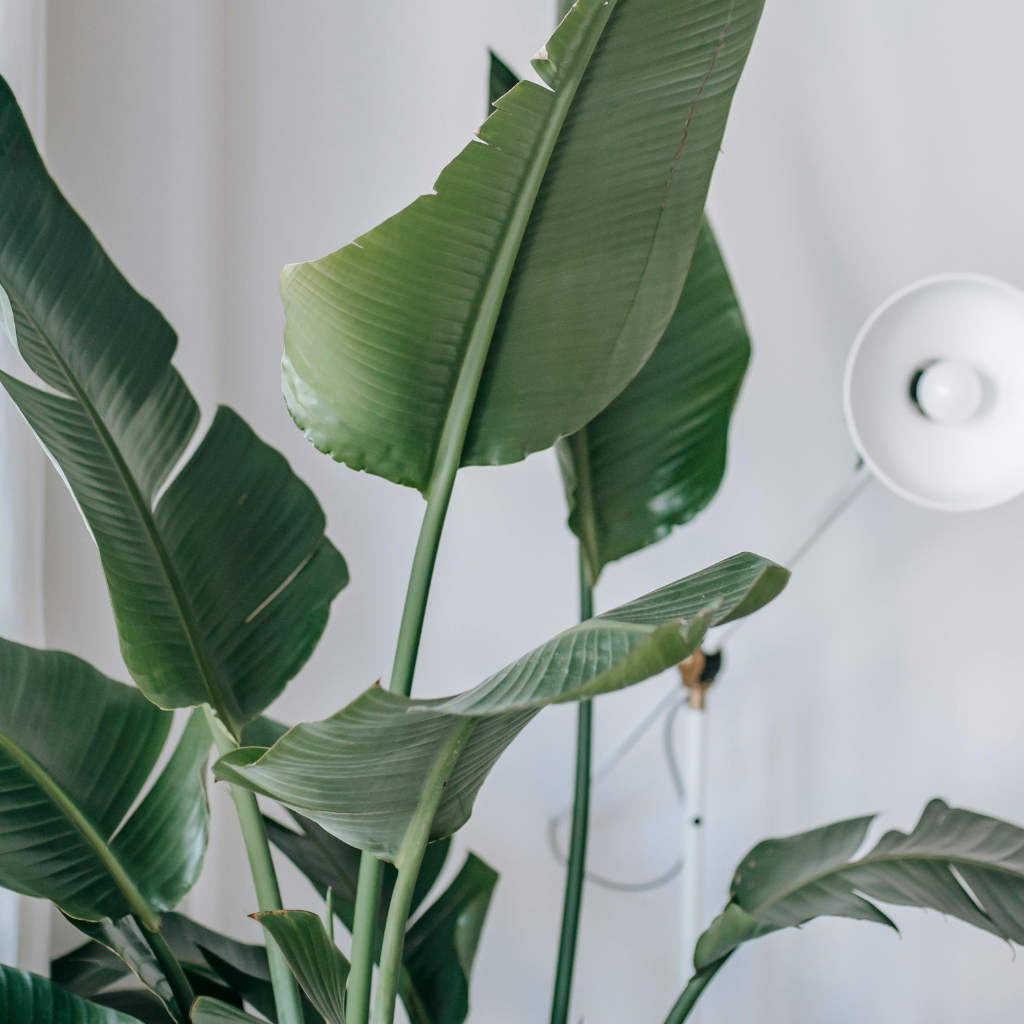 A folding privacy screen (if space allows) or large plant to “section” my zone