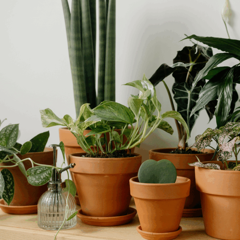 Collection of indoor houseplants in terracotta pots styled on a wooden surface
