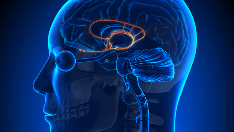 3D medical illustration of the human brain highlighting the limbic system in a side view