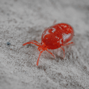 Close-up of a bright red velvet mite on a textured surface.