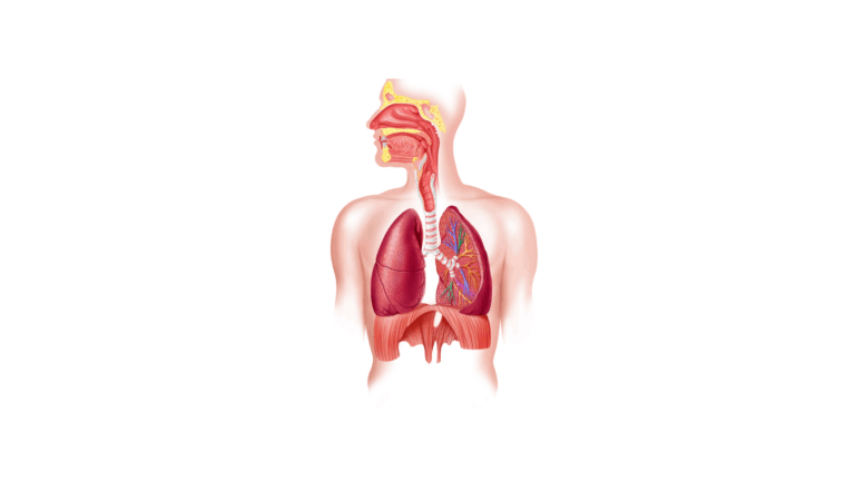 Human respiratory system diagram showing nasal cavity, trachea, lungs, bronchi, and diaphragm