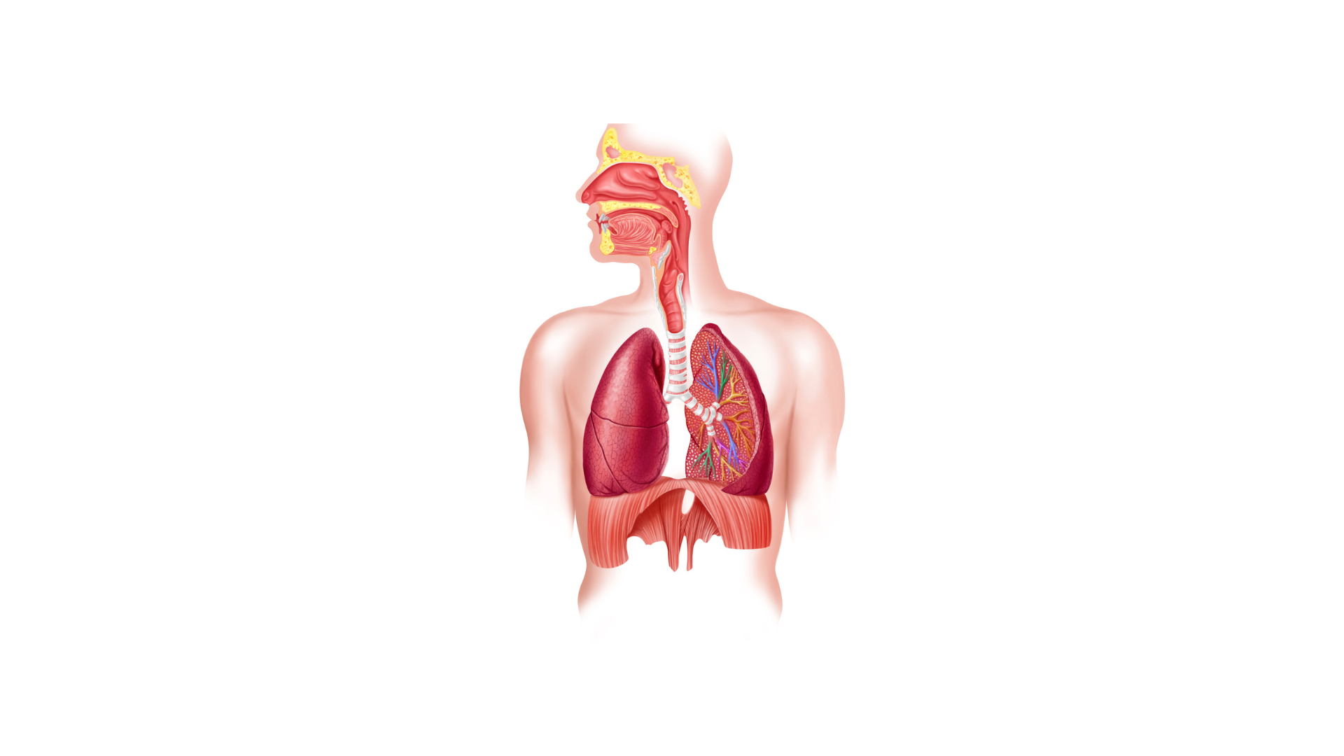 Human respiratory system diagram showing nasal cavity, trachea, lungs, bronchi, and diaphragm