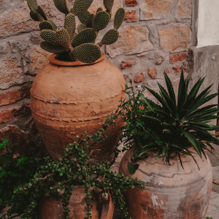 Large terracotta planters with cactus and succulent plants against a rustic stone wall